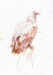click to enlarge ~ animals
