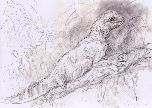 click to enlarge ~ animals